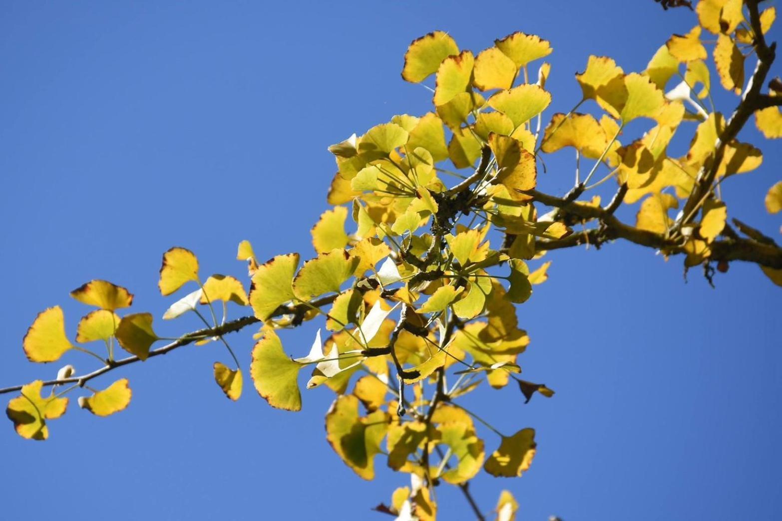 Ginkgo Hotel Lugu Eksteriør bilde